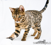 Bengal breeder Germany